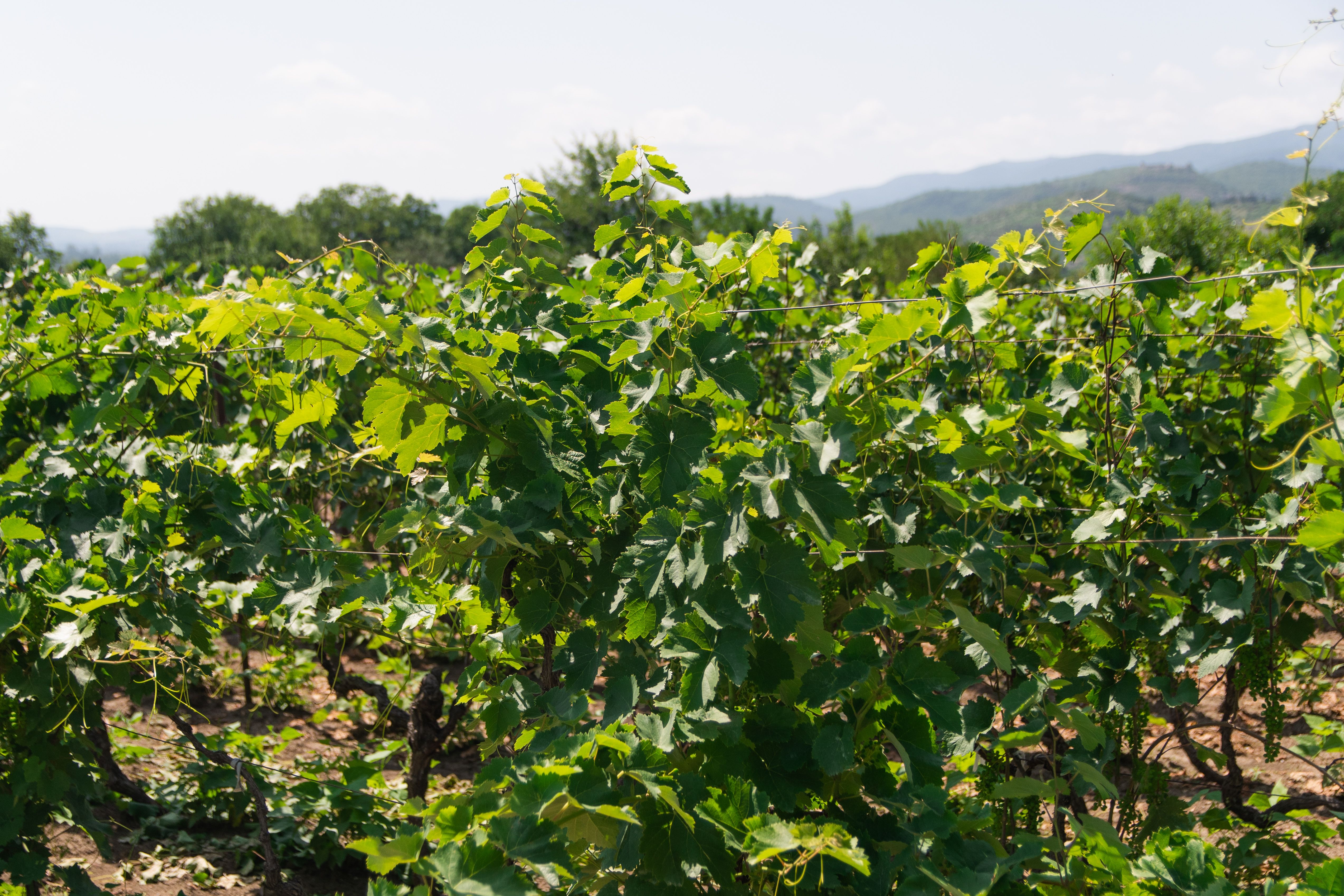Lush green vine canopy at the Bench and Brine estate